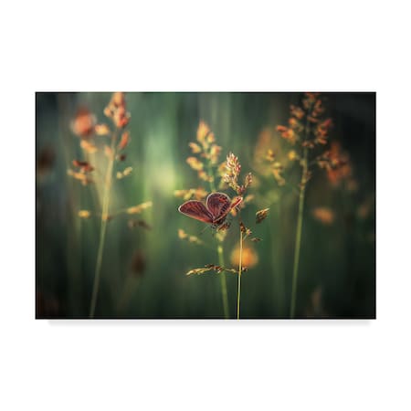 Florentin Vinogradof 'Last Light Orange Flowers' Canvas Art,16x24